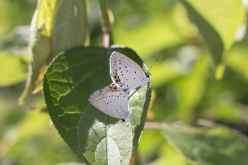 ツバメシジミの交尾