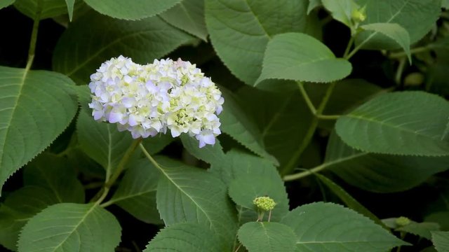 Close up of a blue flower and bud on a Big Leaf Hydrangea in early spring