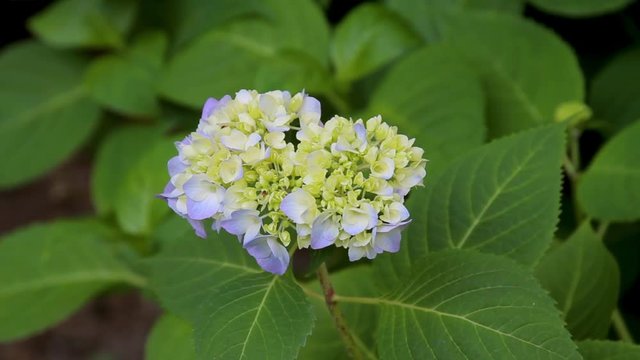 Close up of a blue Big Leaf Hydrangea flower in early spring