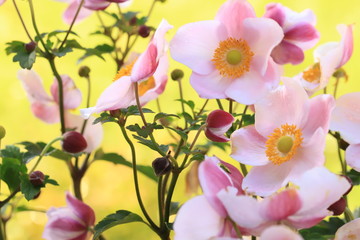 Light pink anemone 