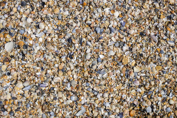 Background of the broken and whole shells of the Black Sea basin