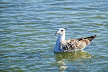Caspian gull swims in the lake waters (Larus cachinnans)