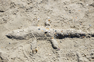 Crocodile of sand on the sea beach