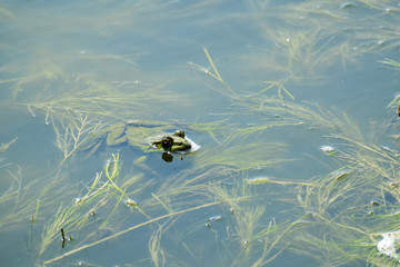 Green marsh frog floated out of the water (Pelophylax ridibundus)