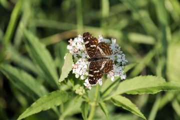 Map butterfly sits on the flowers of elderberry. Brown butterfly (Araschnia levana f. prorsa)