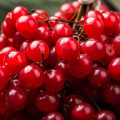 Bunches of red berries, red currant or rowanberry. Close view, healthy food