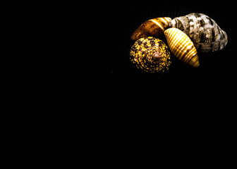 Shell on black background