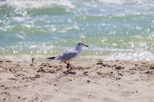Slender-billed gull against the background sparkling sea (Chroicocephalus genei)