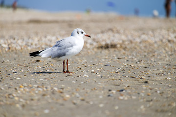 Slender-billed gull stands on the shore of the sea (Chroicocephalus genei)