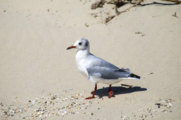 Slender-billed gull walks along the sandy beach (Chroicocephalus genei)