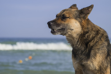 Stray dog on the seashore howls a sad song