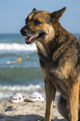 Stray dog sits and is sad on the seashore