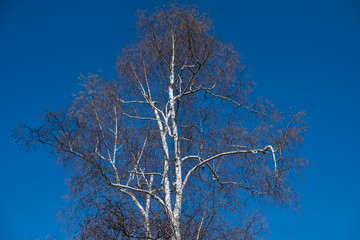 birch tree in the blue sky