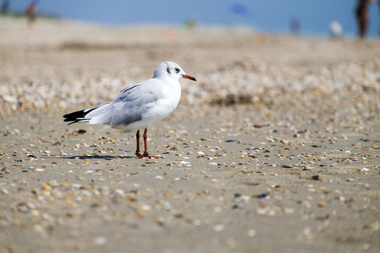 Slender-billed gull stands on the shore of the sea (Chroicocephalus genei)