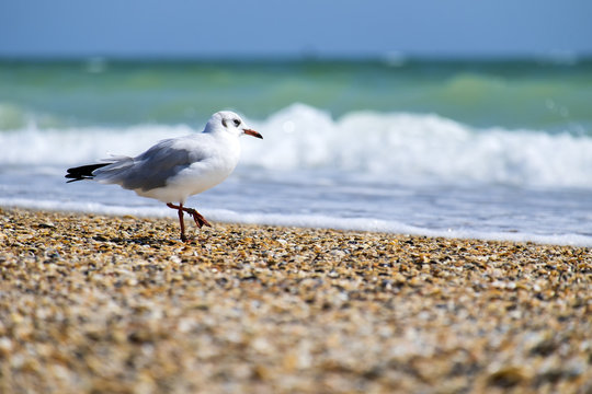 Slender-billed gull walks on the sea beach (Chroicocephalus genei)