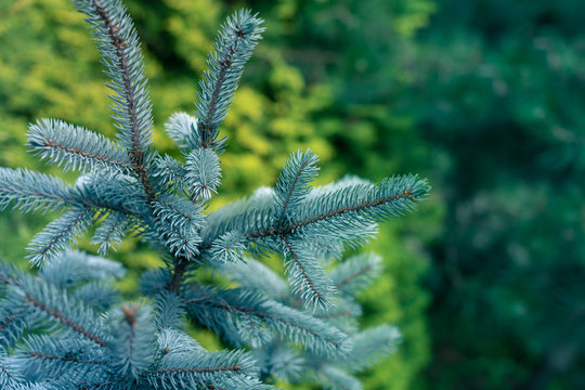 Fototapeta Blue Spruce Branches