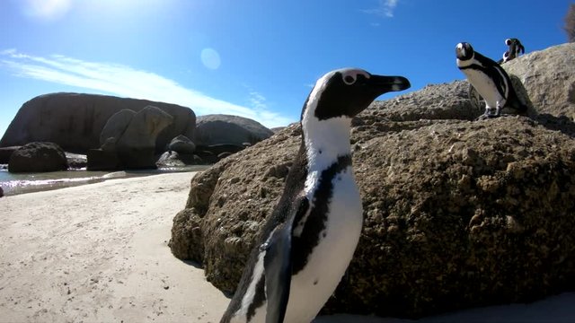 Close up, cute African Penguin on beach