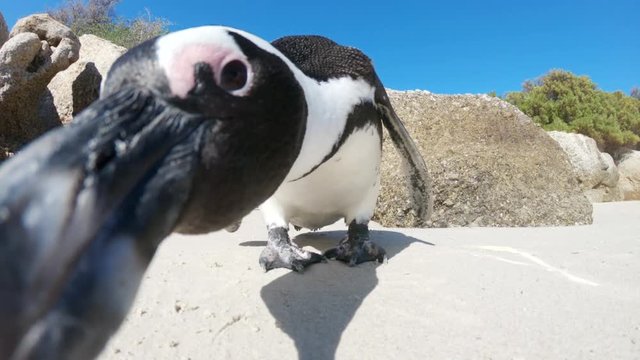 Close up, African Penguin examines Go Pro camera