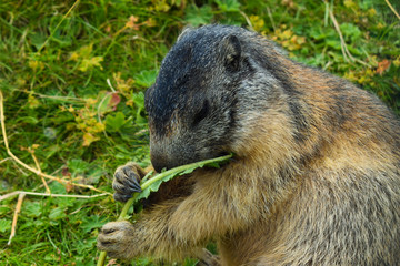 eating marmot