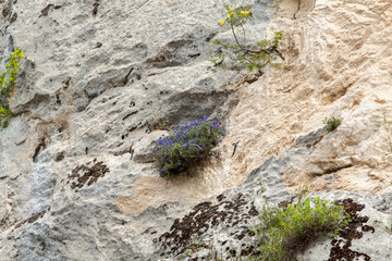 Small purple flowers in the stones of the mountain.