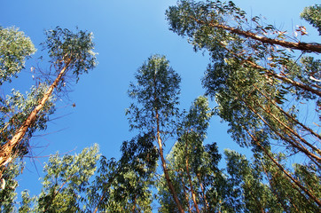 eucalyptus trees on the blue sky