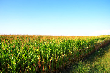 corn field at sunset in south of Portugal