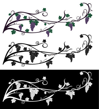Vector grape rambling vine with grape berries, leaves. Grape vine of violet and green colors, isolated on black and white. Fruit design element for resaturant menu