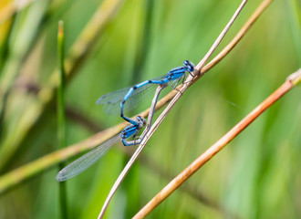Two dragonflys that look like one.