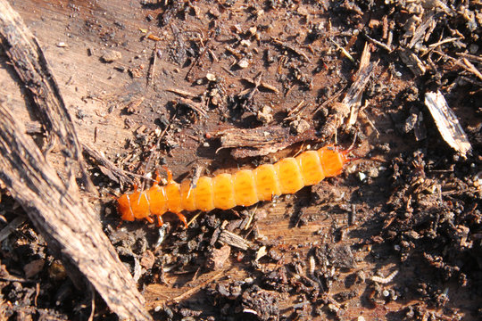 Larva of Cucujus cinnaberinus under the bark of poplar