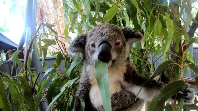 Close up, koala eats leaves in conservatory