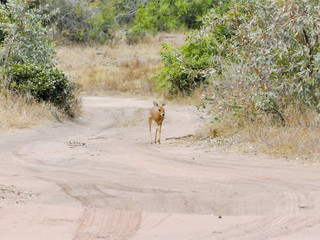 KRUGER NATIONAL PARK, SOUTH AFRICA - Steenbok, a small antelope. Raphicerus campestris