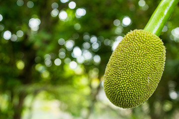 Jackfruit On the tree and young in phuket Thailand, Jackfruits Artocarpus heterophyllus