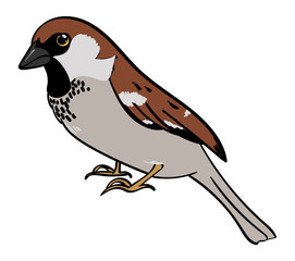 Sparrow