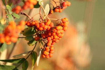 Vogelbeere, Eberesche