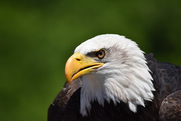 Bald eagle portrait closeup