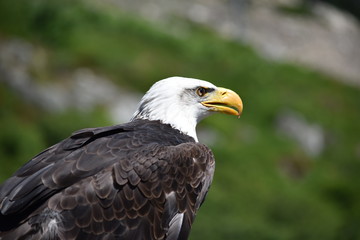 Bald eagle side closeup