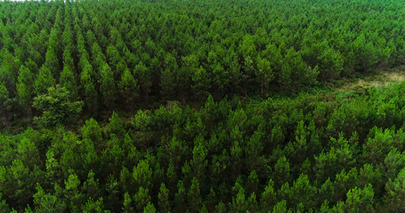 Fototapeta na wymiar fir forest in aerial view