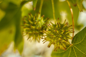 Sweetgum Seed Pods