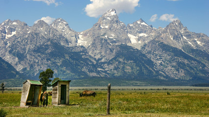 Jackson Hole Bison  and Mountains