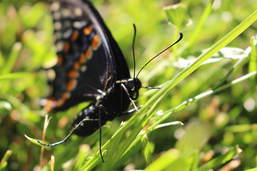 Obraz premium Canadian Tiger Swallowtail on a grass background. close up macro.