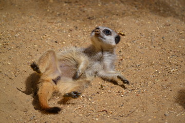 Meerkat Sunning 