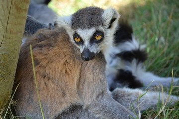 Ringtail Closeup