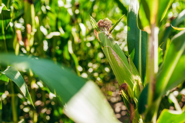 Fototapeta premium Corn field on crop plant