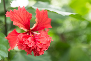 Obraz premium Flor roja botanica