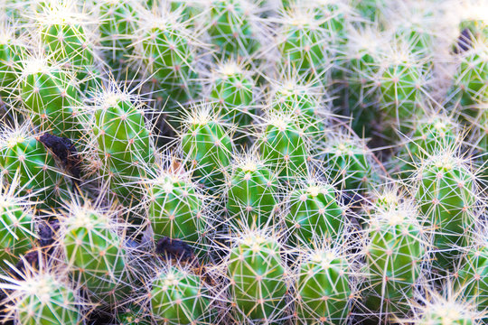 Cactus botanica Haworthia venosa