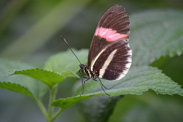 Postman Butterfly closeup