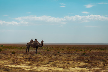 Camel in the south Kazakhstan