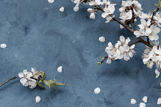 Fototapeta White apricot spring flowers on the grunge dark blue background with copyspace. Seasonal and greeting concept.
