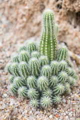 Cactus verde pequeño Haworthia venosa