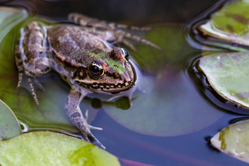 Frog close up